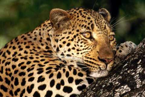 Male-Leopard-Sabi-Sabi-Private-Game-Reserve-South-Africa.jpg